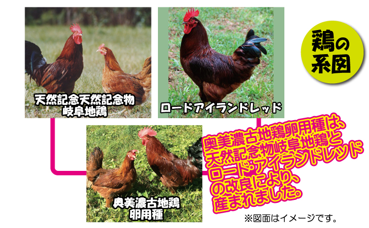 奥美濃古地鶏の系図