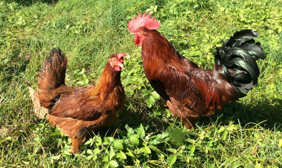 大橋農園の奥美濃古地鶏の写真